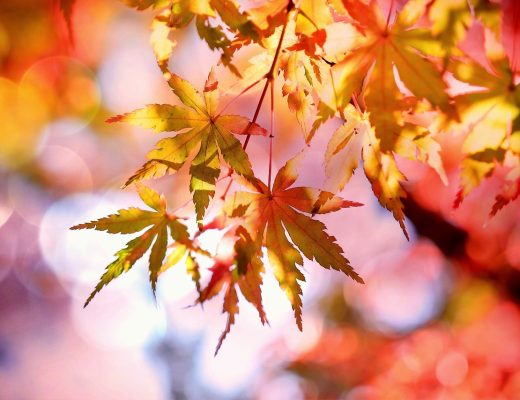 automne feuille tombe